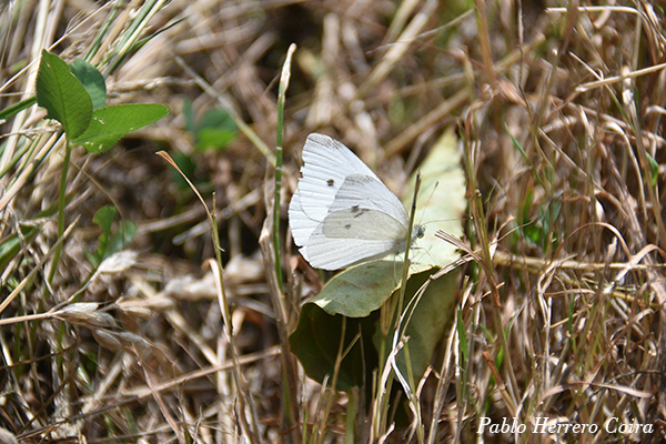 Mariposa blanca de la col (hembra)